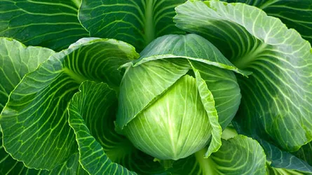 ক্যান্সার ঠেকাতে এ সবজিটি খান