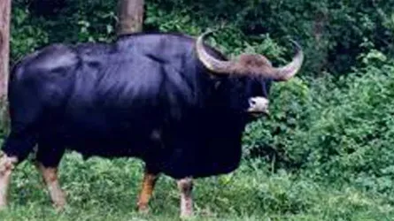 গয়াল খামার করে সফল রাঙ্গুনিয়ার এরশাদ মাহমুুদ