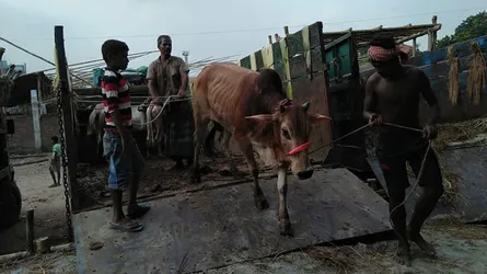 প্রস্তুত হাট, আসছে কোরবানির পশু