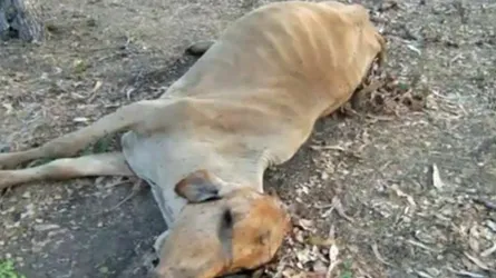 ফেরিসঙ্কটে আটকে থাকা গাড়িতে ১৫ গরুর মৃত্যু