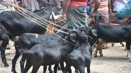 মেহেরপুরের ‘ব্লাকবেঙ্গল’ বিশ্ব সেরা ছাগল