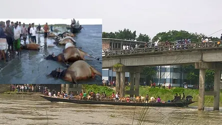 কোরবানির  ৩৩টি গরু বোঝাই ট্রলার ডুবী