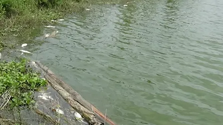 পুকুরে বিষ : মরলো ১০ লাখ টাকার মাছ