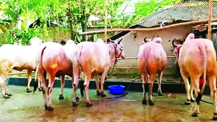 গোশতের ঘ্রাণ