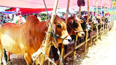 ব্যস্ততার কেন্দ্রে কোরবানির পশু