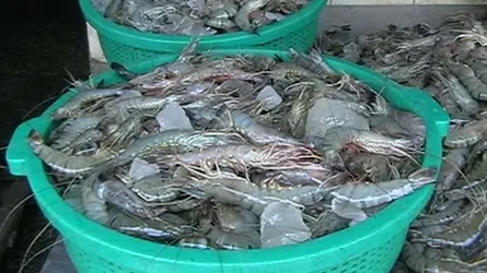 মোংলায় চিংড়িতে মড়ক