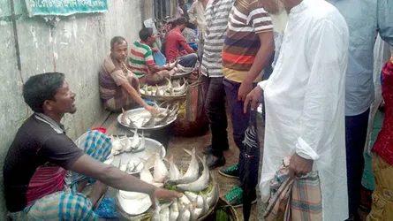 কচাঁ নদীতে জেলেদের জালে ঝাঁকে ঝাঁকে ইলিশ