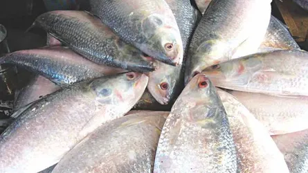 ভোলায় ধরা পড়ছে প্রচুর ইলিশ