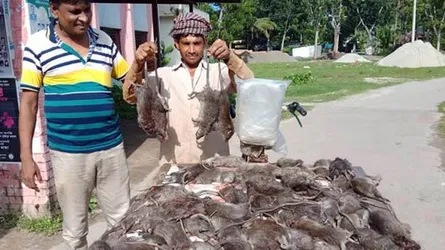 কৌশলে একদিনে ১২০ টি ইঁদুর ধরলেন কৃষক
