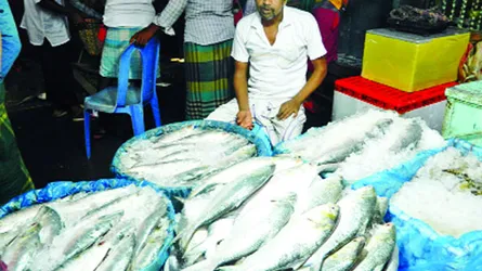হাতিয়ার ইলিশে চাঁদপুরের  মৎস্য আড়ত সরগরম