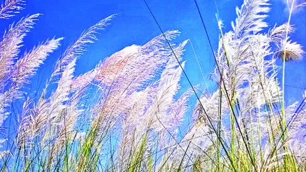 শরতের বিকেলে