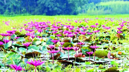 লাল শাপলার গ্রাম