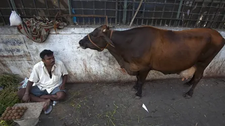 পরিবেশে ত্রাস ছড়াচ্ছে গোমাতার অন্ত্রের গ্যাস