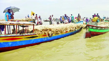 কাজিপুরের নাটুয়ারপাড়ায় নৌকায় পাটের হাট
