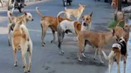 চৌগাছায় বেওয়ারিশ কুকুরের উৎপাত বৃদ্ধি