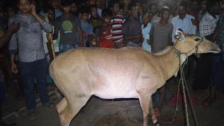 ঠাকুরগাঁওয়ে গর্ভবতী নীলগাই ধরা পড়ল