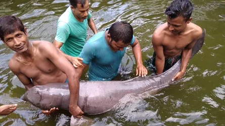 ধরলার ডলফিনটি ছাড়া হলো চিড়িয়াখানার লেকে