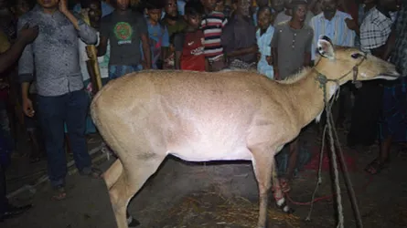 ঠাকুরগাঁওয়ে গর্ভবতী নীলগাই উদ্ধার