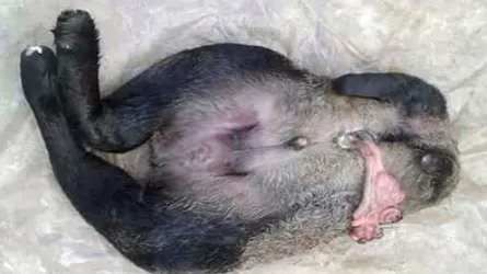 রাণীনগরে মুণ্ডুহীন ভেড়া শাবকের জন্ম