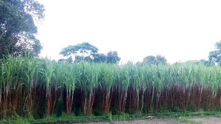 ‘মিষ্টি হওয়ায় অনেক চাহিদা রয়েছে’