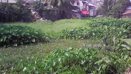 ময়লা আবর্জনায় গলাচিপা পৌর খালটি এখন মরা
