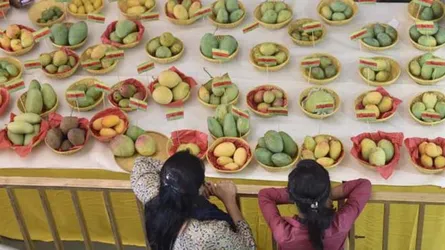 আম সম্পর্কে ১৩টি অজানা তথ্য
