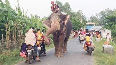 হাতি নিয়ে চাঁদাবাজি!