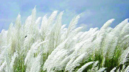 প্রেমময় শরৎ