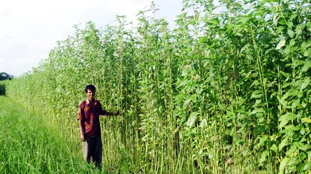 কাশিয়ানীতে পাটচাষে আগ্রহ হারাচ্ছে কৃষক