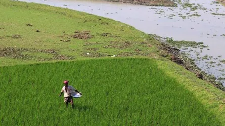 নতুন দুটি ধানের জাত উদ্ভাবন, কী তাদের বৈশিষ্ট্য?