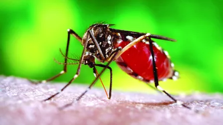 ডেঙ্গু প্রতিরোধে জরুরি সচেতনতা : রঙের ফিচার