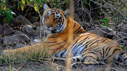 ১৩ জন মানুষ-মারা বাঘিনীকে বাঁচানোর আবেদন খারিজ