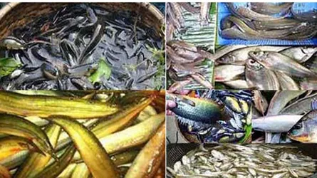 দেশি প্রজাতির মাছ সংরক্ষণে সংসদীয় কমিটির সুপারিশ