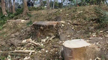 কাশিয়ানীতে রাস্তার গাছ কেটে নিচ্ছেন স্থানীয়রা