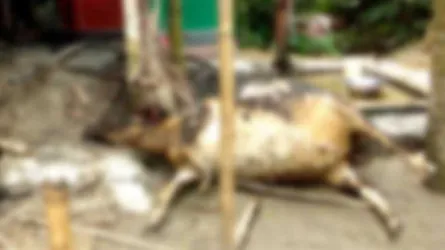 শত্রুতার আগুনে পুড়লো গবাদিপশু