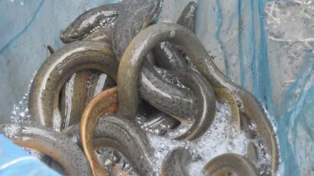 মেহেরপুরের কুচিয়ার বিশ্বজয়