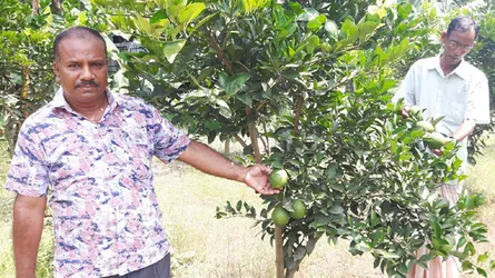 শখের মাল্টা চাষে আয়ের স্বপ্ন