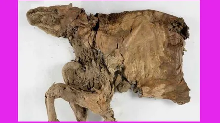 সোনার খনি খুঁড়তে গিয়ে মিলল আরো দামি সম্পদ