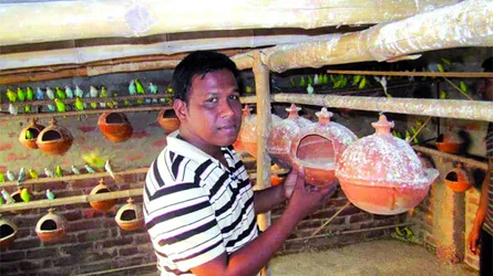 বাজেরিগার পাখি  পালক সুলতান