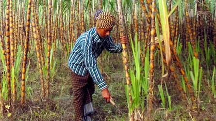 মানিকগঞ্জে আখ চাষ করে অনেকেই স্বাবলম্বী