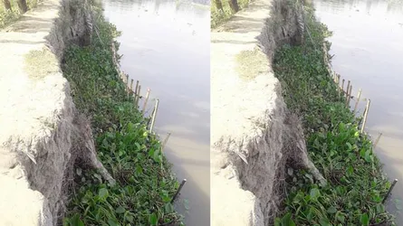 ক্ষতিগ্রস্ত বেড়িবাঁধ সংস্কার না করায় ভাঙ্গনের আশংকা