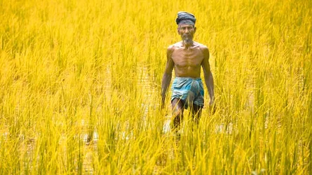 পটুয়াখালীতে ইউরিয়া সার সংকটে কৃষকের মাঝে হাহাকার