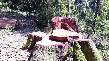 পাচারকারীদের কাছে অসহায় ম্রো জনগোষ্ঠী