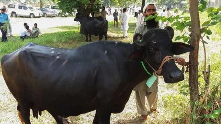 এবার নওয়াজের মহিষ নিলামে তুললেন ইমরান