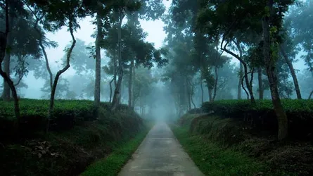 শ্রীমঙ্গলে পড়তে শুরু করেছে কুয়াশা