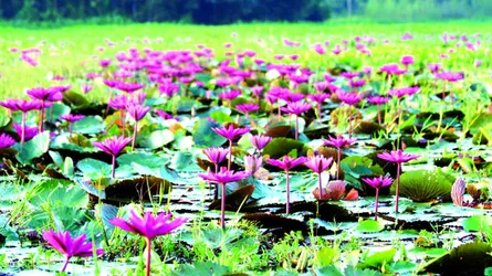 শরতে ঘাগুটিয়া পদ্মবিল