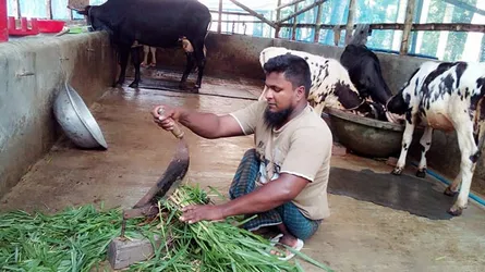 শারীরিক প্রতিবন্ধী রুহুল আমীনের গরুর খামার