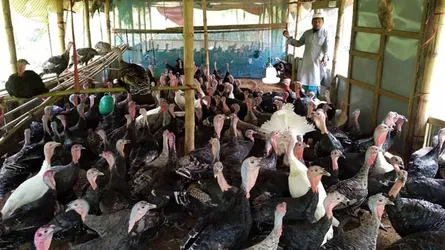 টার্কি পালনে সফলতার মুখ দেখছেন জামাল