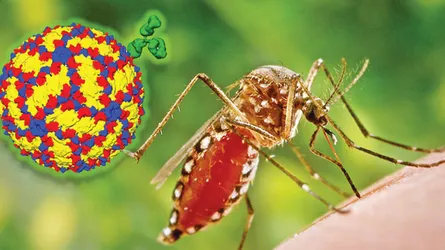 কিভাবে বুঝবেন ডেঙ্গু?