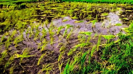 দুমকিতে অসহায় নারীর জমি দখলের অভিযোগ